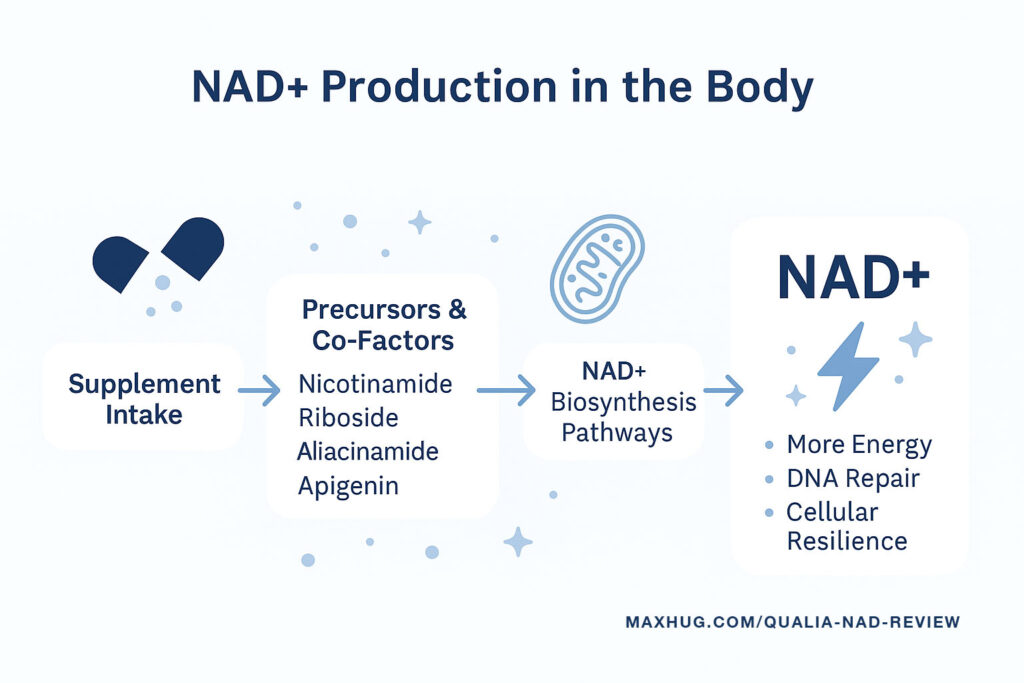 Flowchart showing how Qualia NAD+ ingredients like Nicotinamide Riboside and Apigenin boost NAD+ production, supporting energy, DNA repair, and cell health.